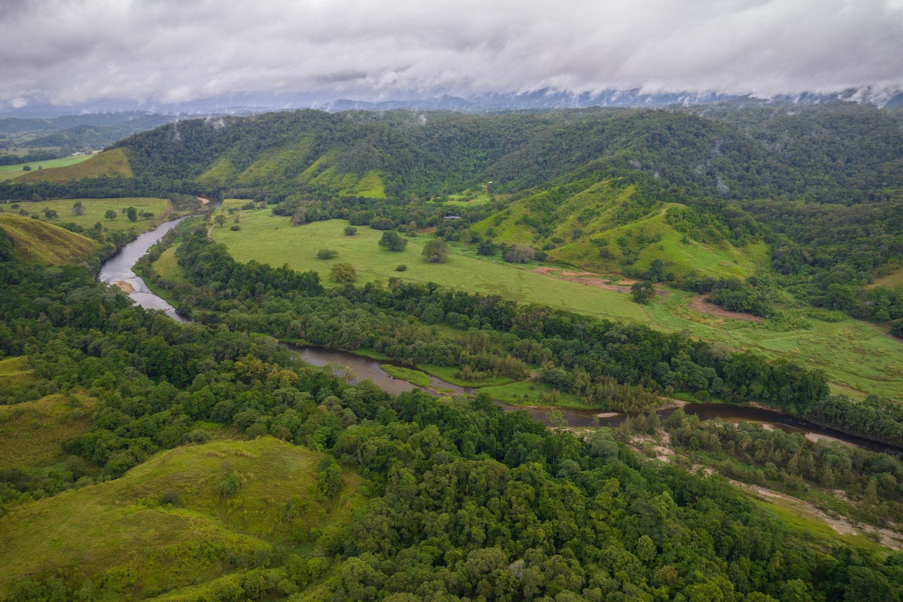 Daintree