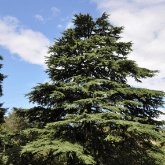 DEODAR CEDAR