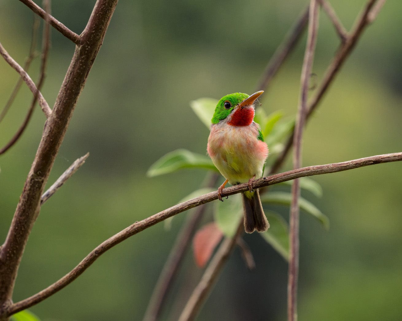 Biodiversity in Dominican Republic