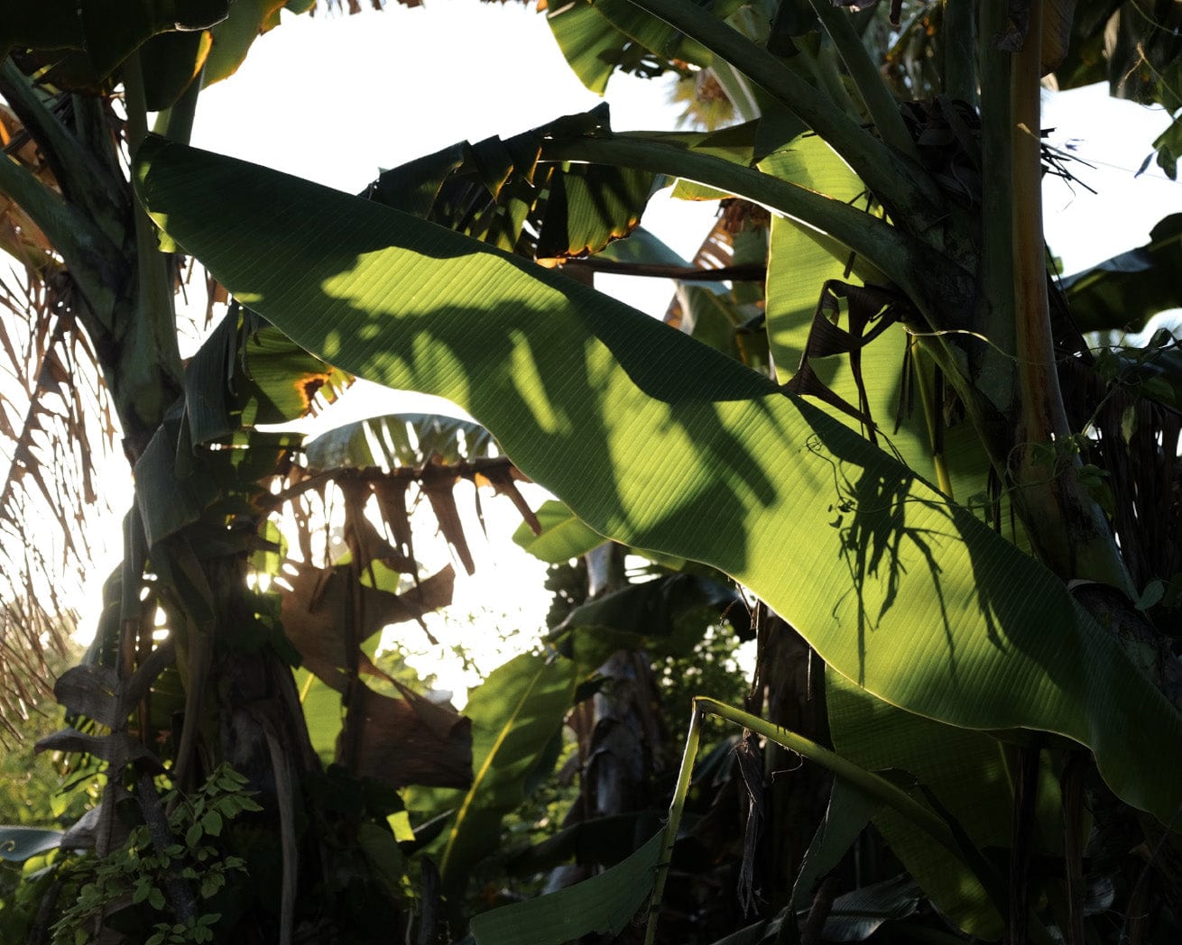 Tropical trees in DR