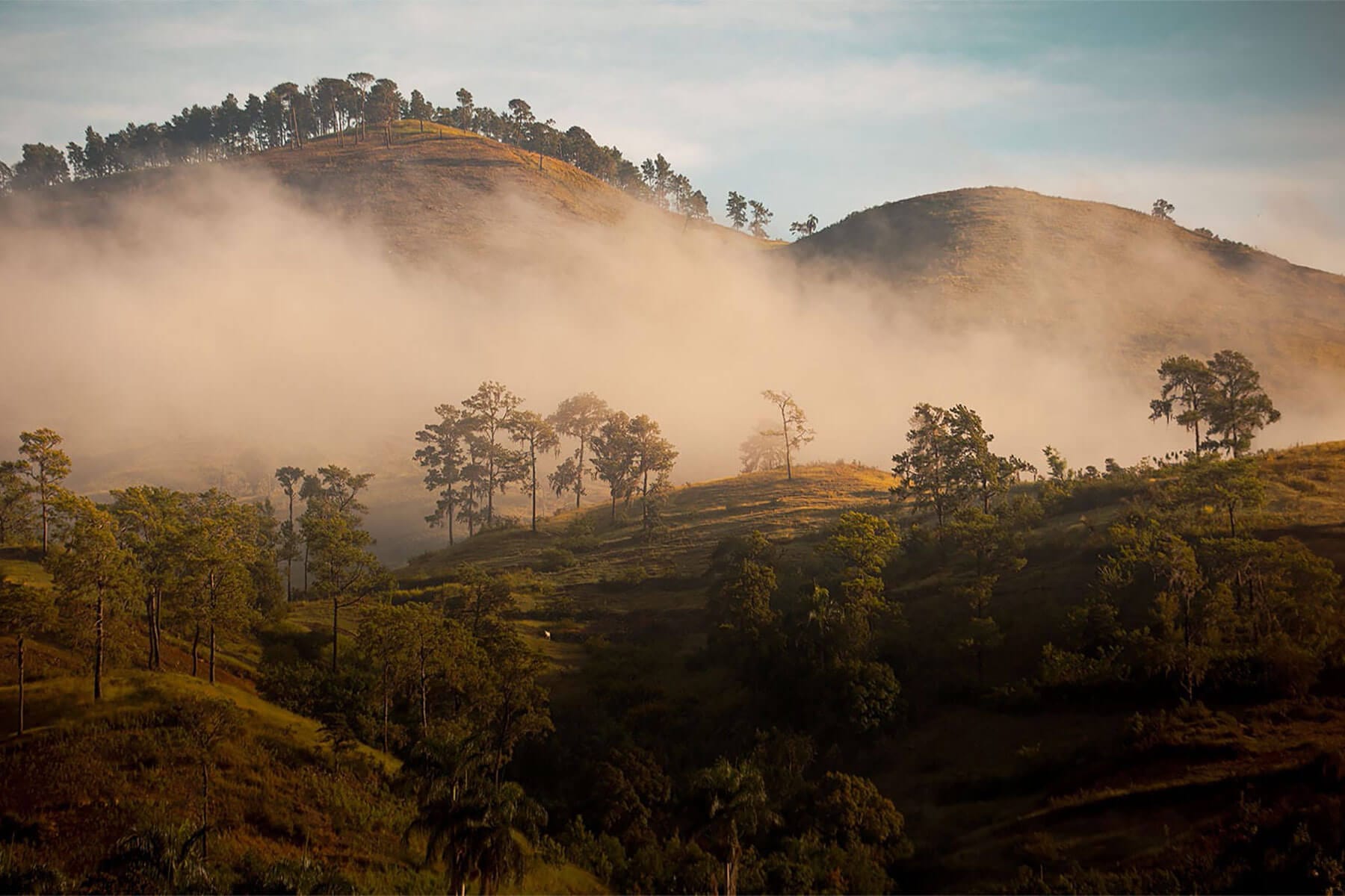 Plant Trees for Impact