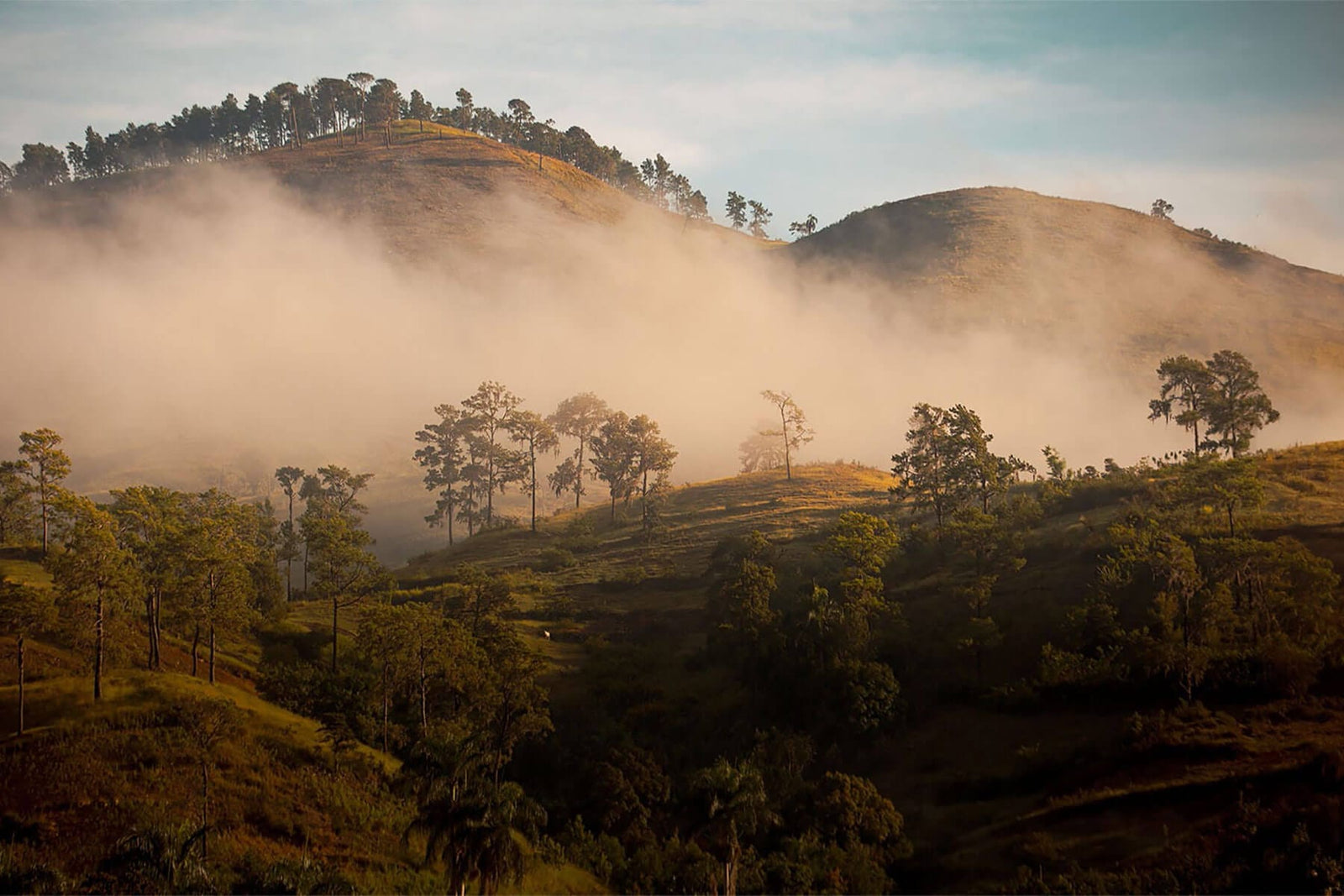 Plant Trees for Impact