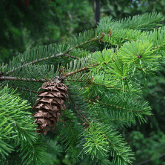 DOUGLAS FIR
