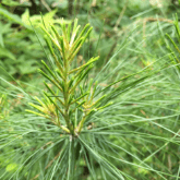 EASTERN WHITE PINE
