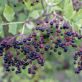 ELDERBERRY