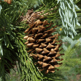 ENGELMANN SPRUCE