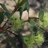 EUCALYPTUS MELLIODORA