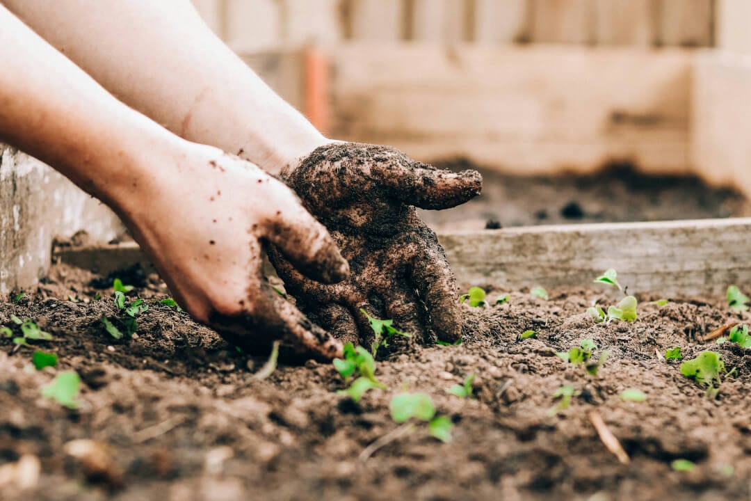 Earth day person hands in dirt