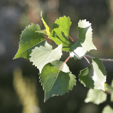 EASTERN COTTONWOOD