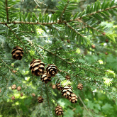 EASTERN HEMLOCK