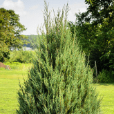 EASTERN RED CEDAR