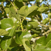FIG TREE