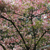 FLOWERING DOGWOOD