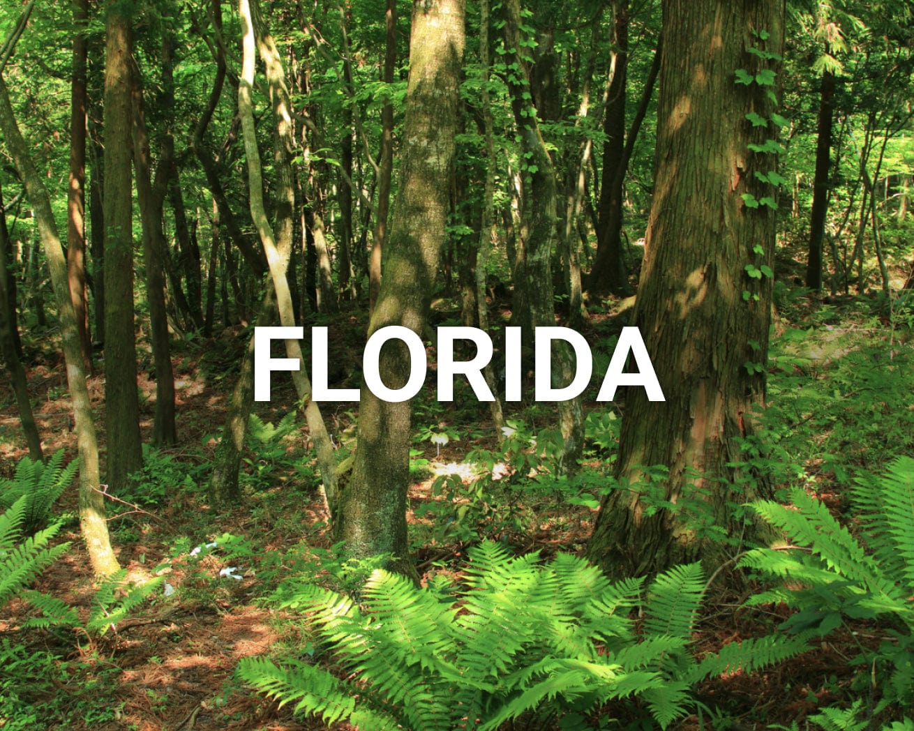 Florida main image