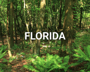 Florida main image