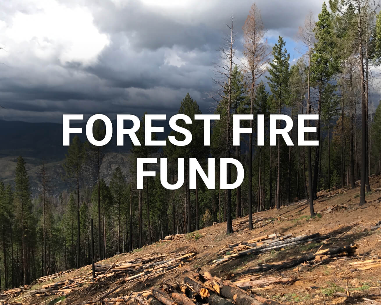 Forest Fire Fund