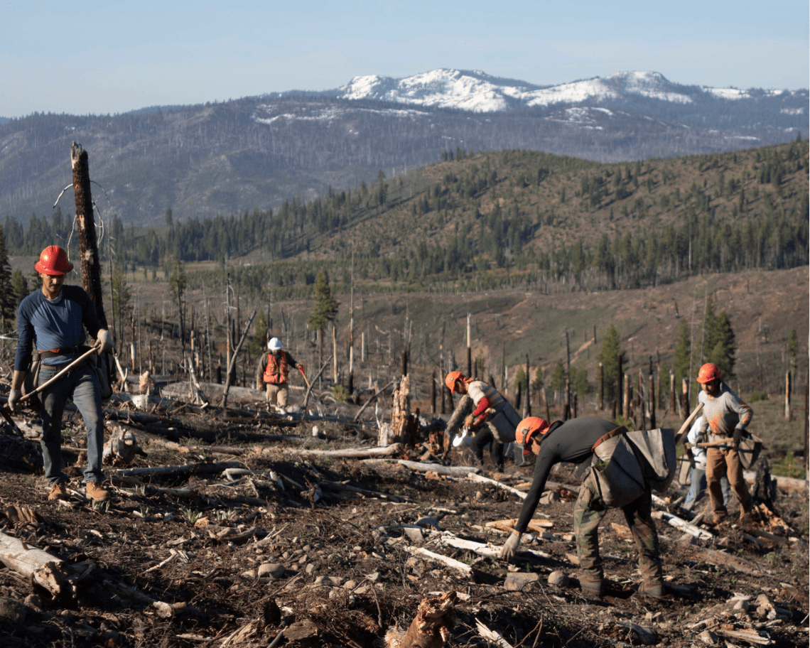 Forest Fire Recovery tree planting site