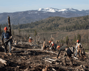 Forest Fire Recovery