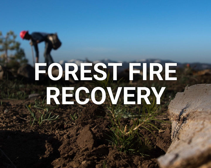 Forest Fire Recovery main