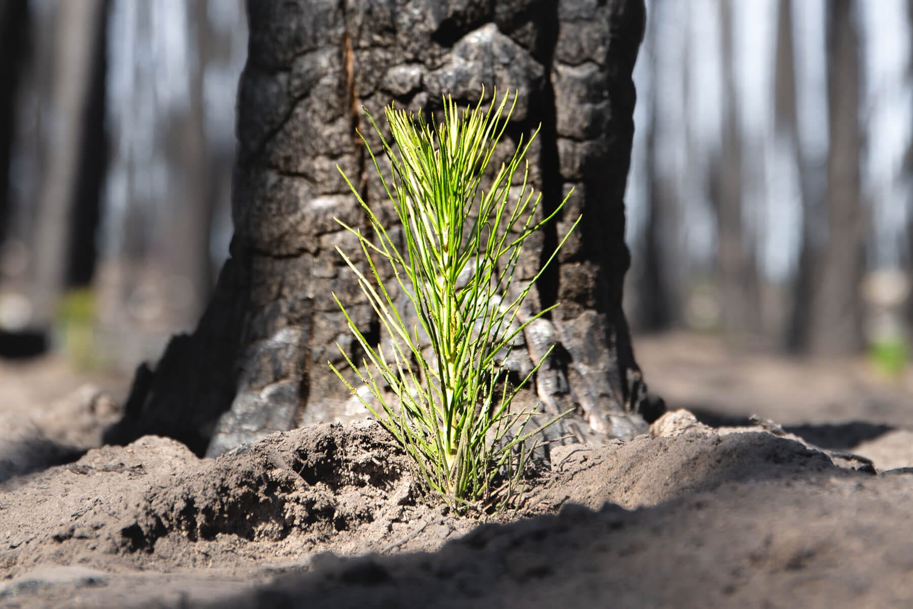 Wildfire Fund