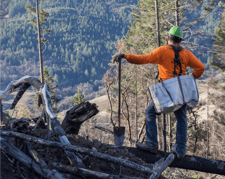 Forest Fire restoration