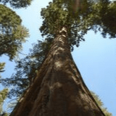 GIANT SEQUOIA