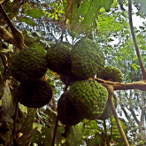 GIANT YELLOW MULBERRY