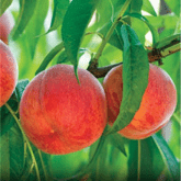 GOLDEN JUBILEE PEACH