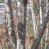 GRAY BIRCH