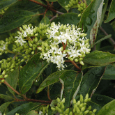 GRAY DOGWOOD