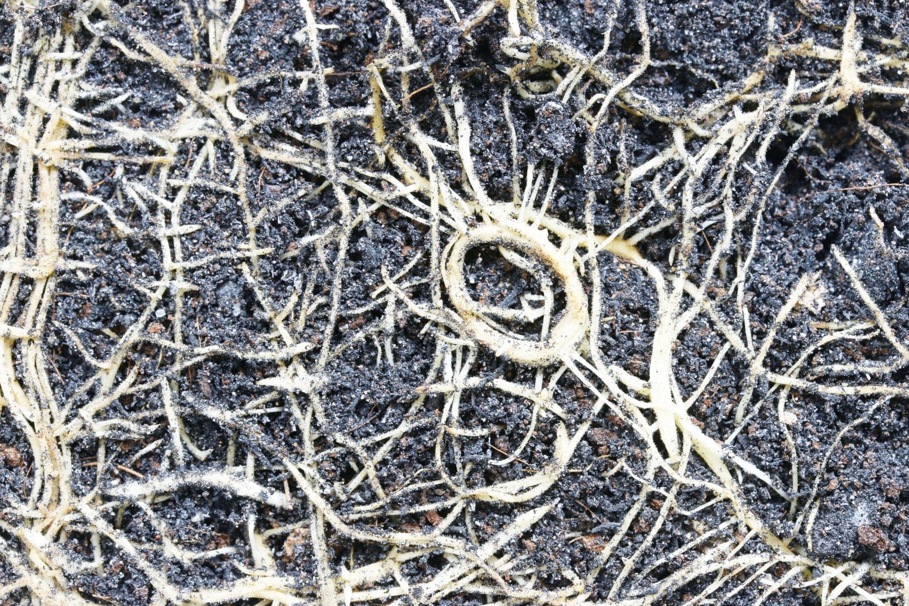 Close-up of root system in soil