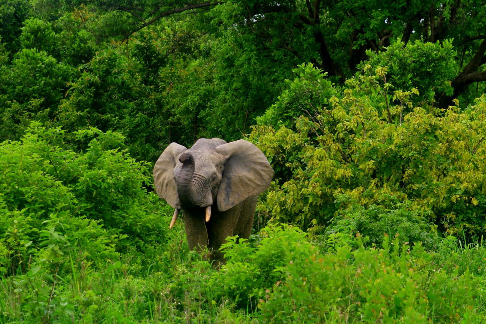 Elephant emerging from forests in Ghana