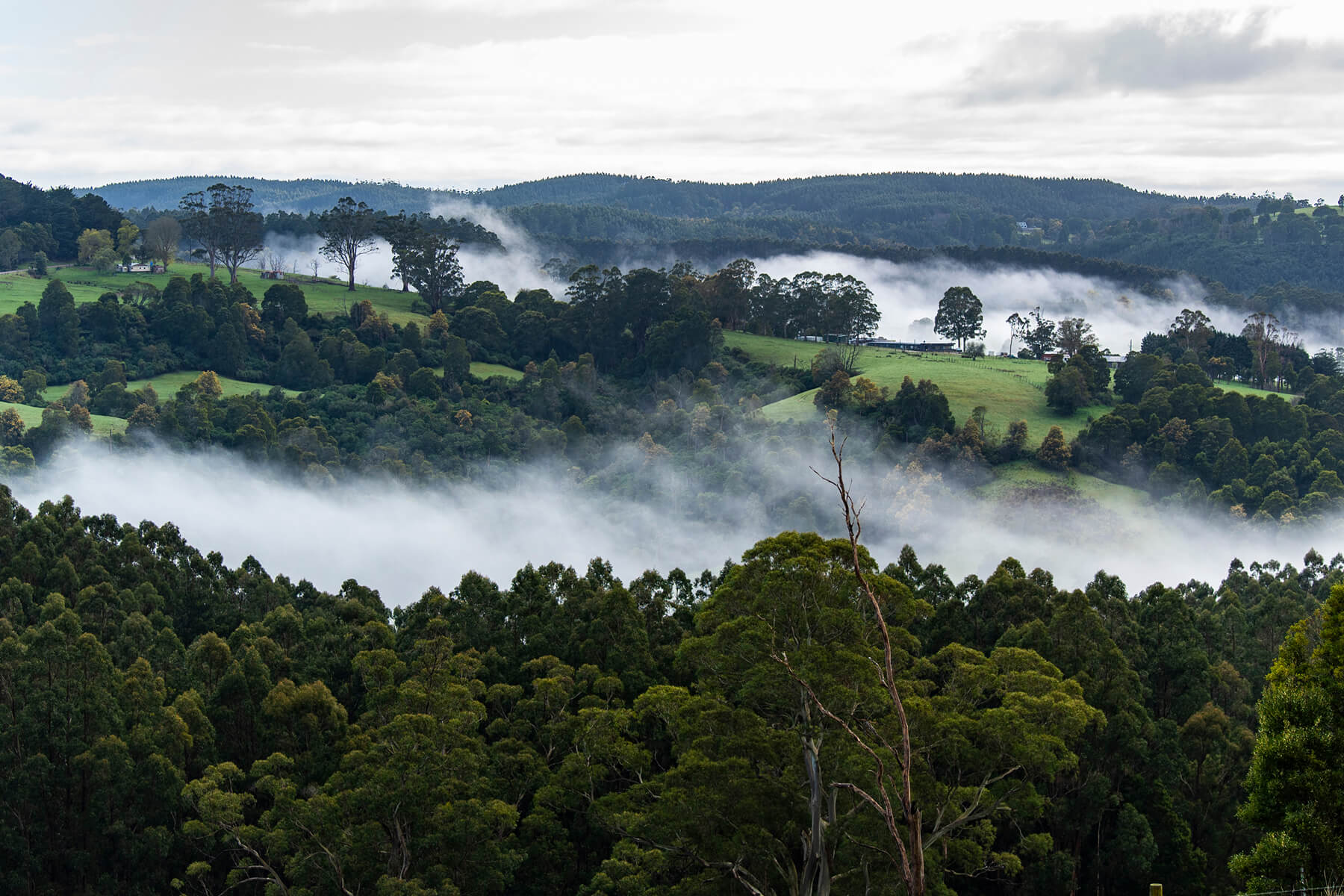Plant Trees for Impact