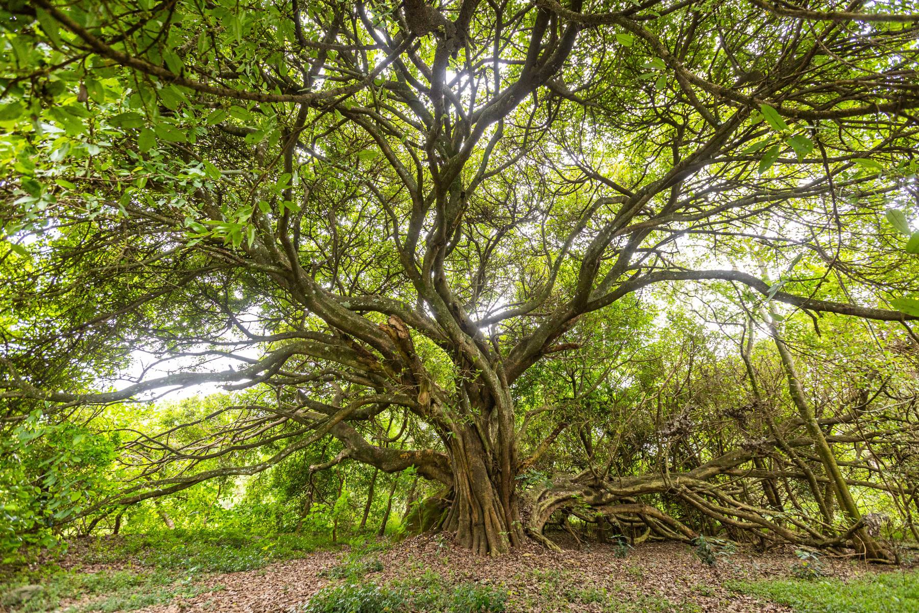 Gnarled tree in Kilimanjaro