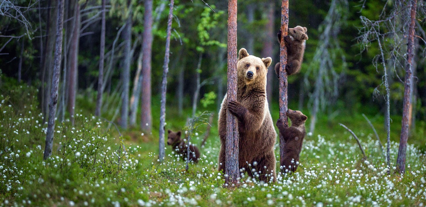 Family of bears