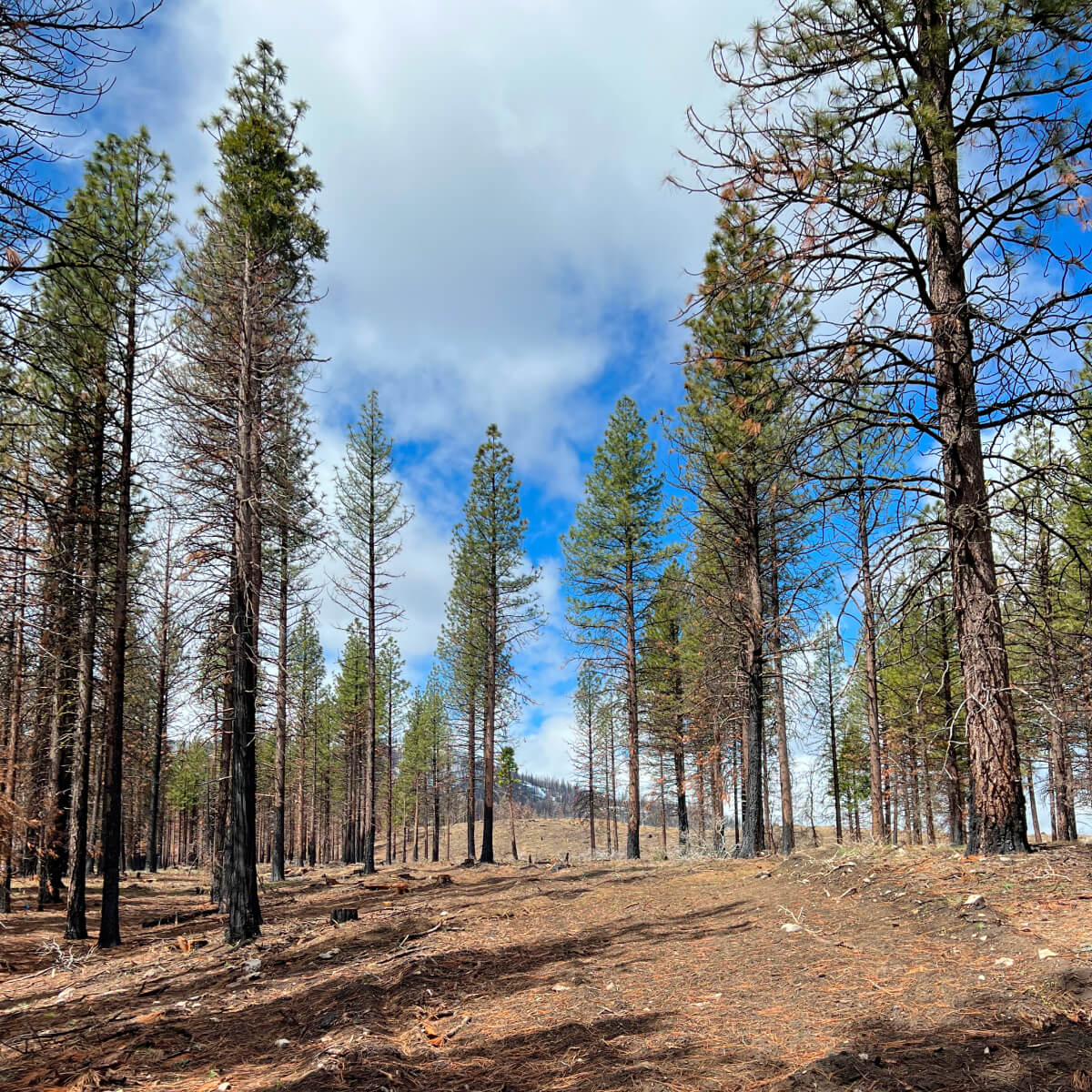 Hog and Sheep Fires Burn Site California - 3.jpg__PID:40c352c7-ccd7-4eaa-95f8-7f356fd50b13