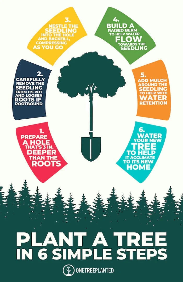 Tree Planting How To How to Plant a Tree: A Step by Step Guide - One Tree Planted