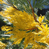 INCENSE CEDAR