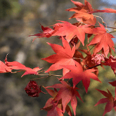 JAPANESE MAPLE TREE