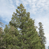 JEFFREY PINE