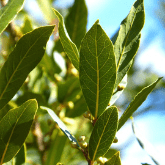 LAUREL