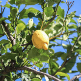 LEMON TREE