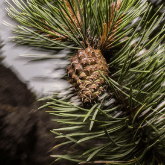 LODGEPOLE PINE