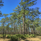 LONGLEAF PINE