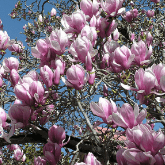 MAGNOLIA TREE
