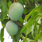 MANGO TREE
