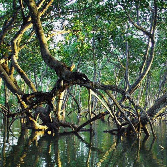 MANGROVES