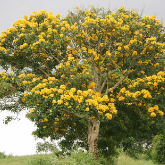 MARKHAMIA