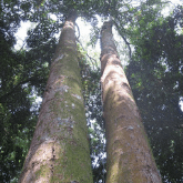 Tree Species | One Tree Planted