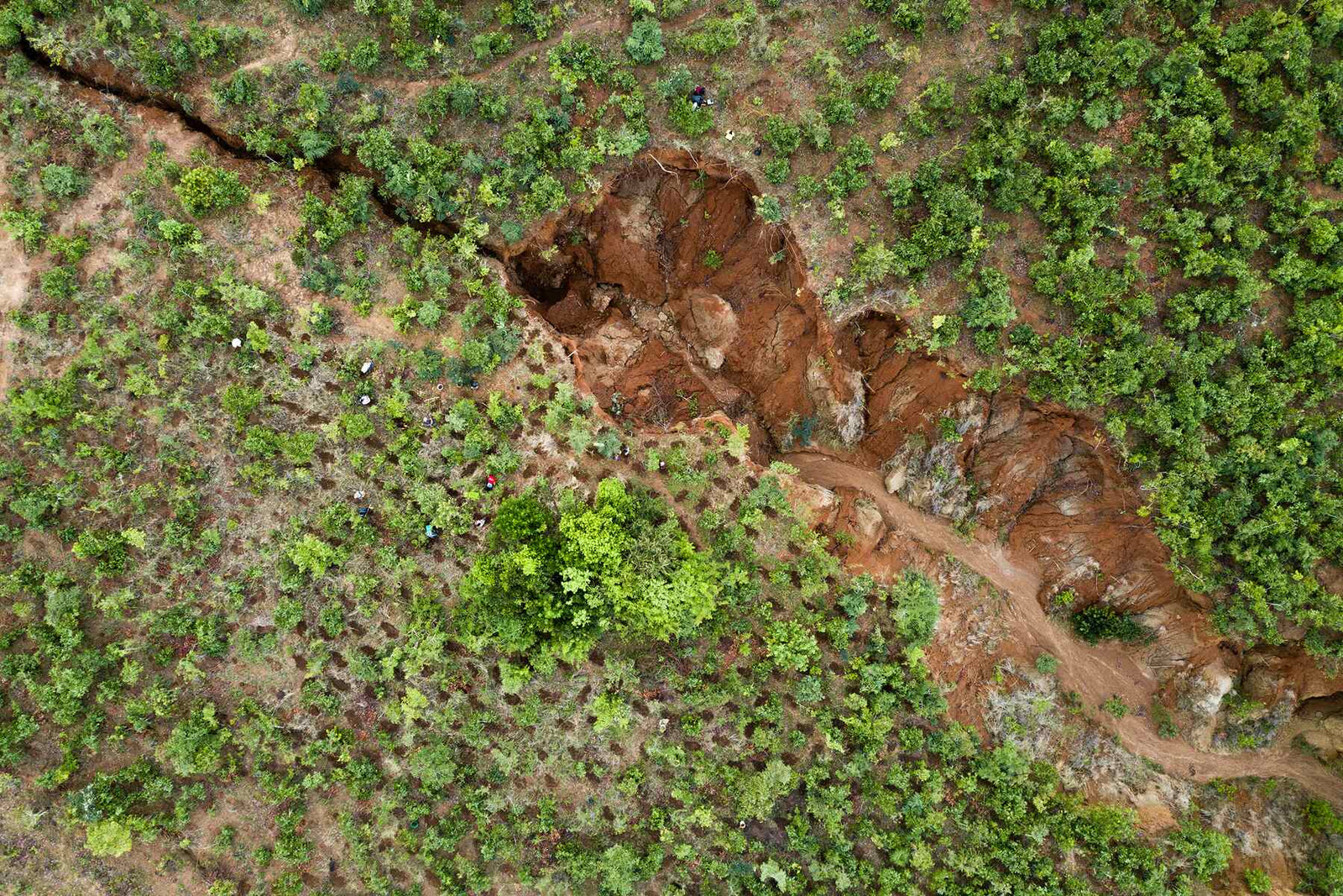 Plant Trees for Impact